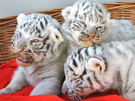 Drei kleine weißte Tiger aus dem Kameltheater Kernhof