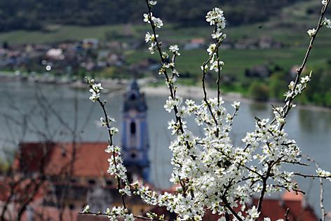 Marillenblüte in Dürnstein