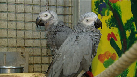 zwei graue Papageien nebeneinander