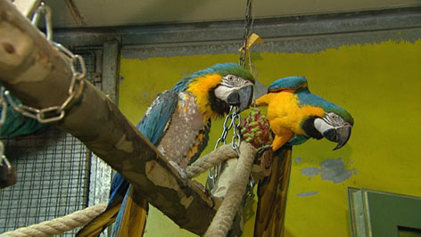 zwei bunte Papageien auf einer Stange