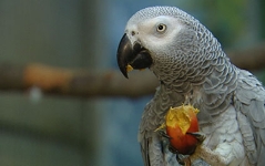 grauer Papagei isst Nuss