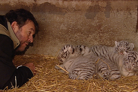 Zoobesitzer und vier Tigerbabys