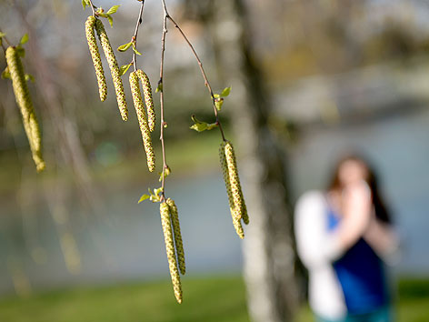 Pollen hängen am Dienstag, 16. April 2013, von den Ästen einer Birke in einem Park in Wien.