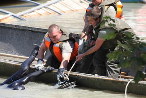 Soldaten im Wasser arbeiten am versunkenen Schiff