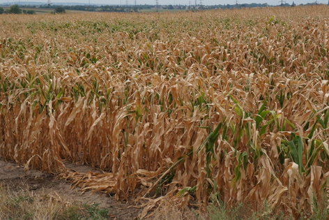 Vertrocknete Maisfelder