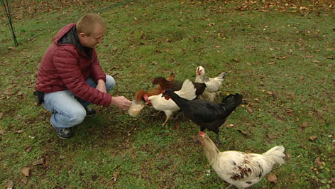 Hühner im Garten werden von Besitzer gefüttert
