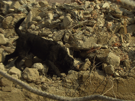 Schwarzer Hund läuft auf Trümmerhaufen
