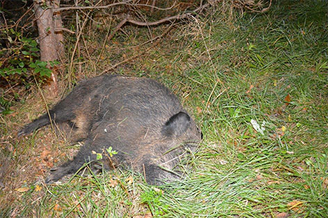 Totes Wildschwein im Straßengraben