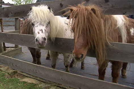 Mini-Ponys