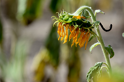 Sonnenblume Sujet Landwirtschaft