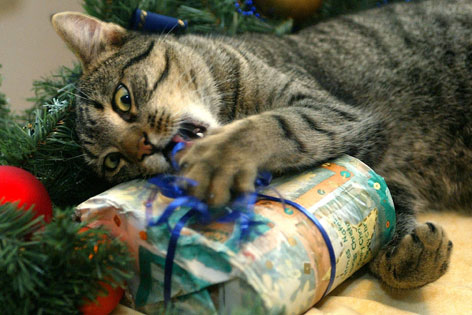 Eine Katze zieht am Band eines Weihnachtsgeschenks