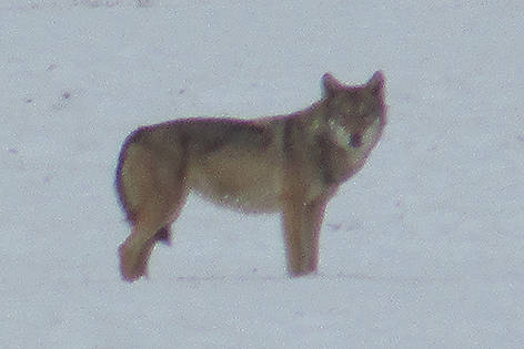 Wolf in Bad Großpertholz