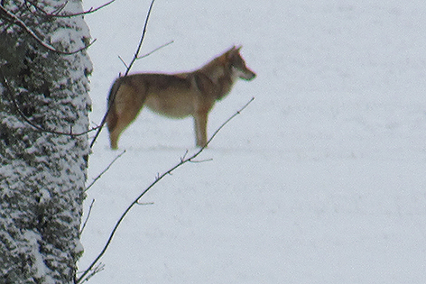Wolf in Bad Großpertholz