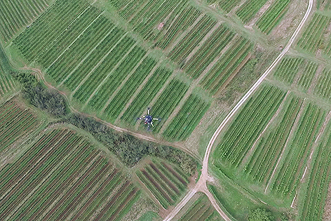 Weingarten von der Drohne aus gesehen