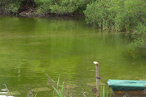 Lunzer See mit grüner Farbe