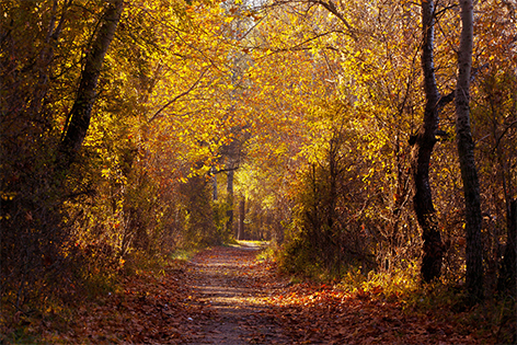 Nationalpark Donau Auen Herbststimmung Wald