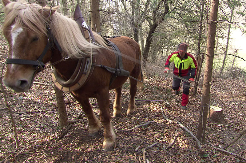 Pferd bei Waldarbeit