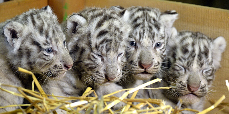 Weiße Tiger Babys
