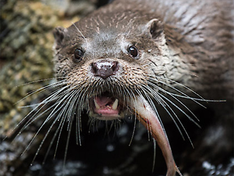 Otter mit Fisch im Maul