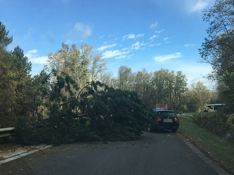 Sturm Baum Umgestürzt S33