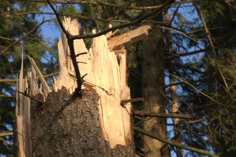 Abgebrochener Baum nach Sturm