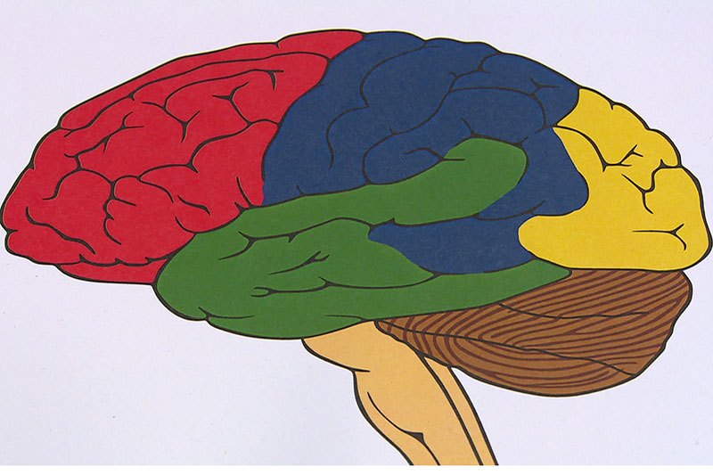Grafik Gehirnregionen