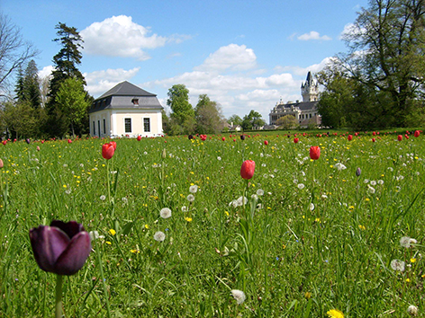 Tulpen Gartenpavillon Grafenegg